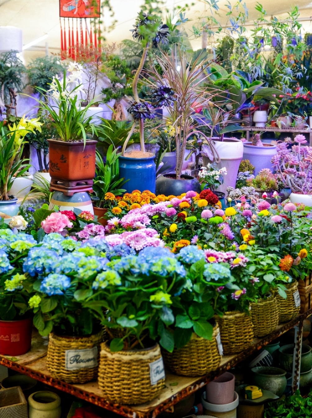 济南春天看花好去处,来济南买金子