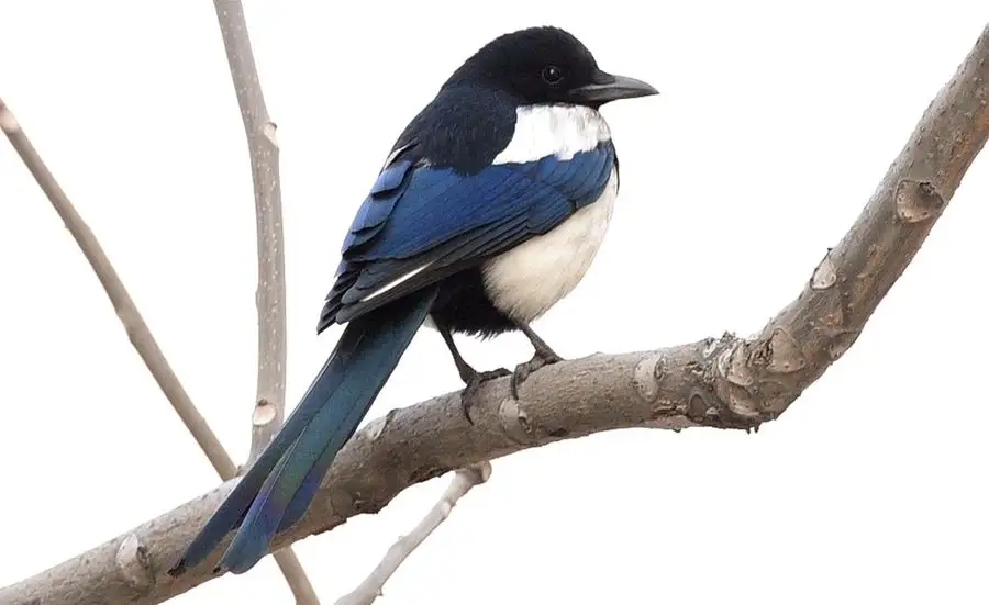 喜鹊的窝杂乱不堪为什么不怕风雪,喜鹊窝搭得乱七八糟为何不怕风雪