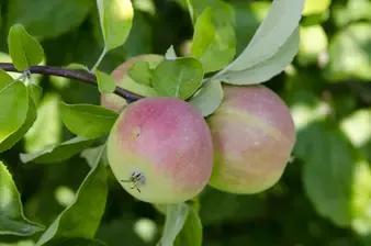 红富士苹果什么样的好吃,红富士脆甜苹果哪产的好吃