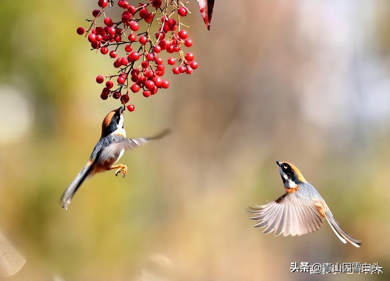 种树发财的人,种树能致富