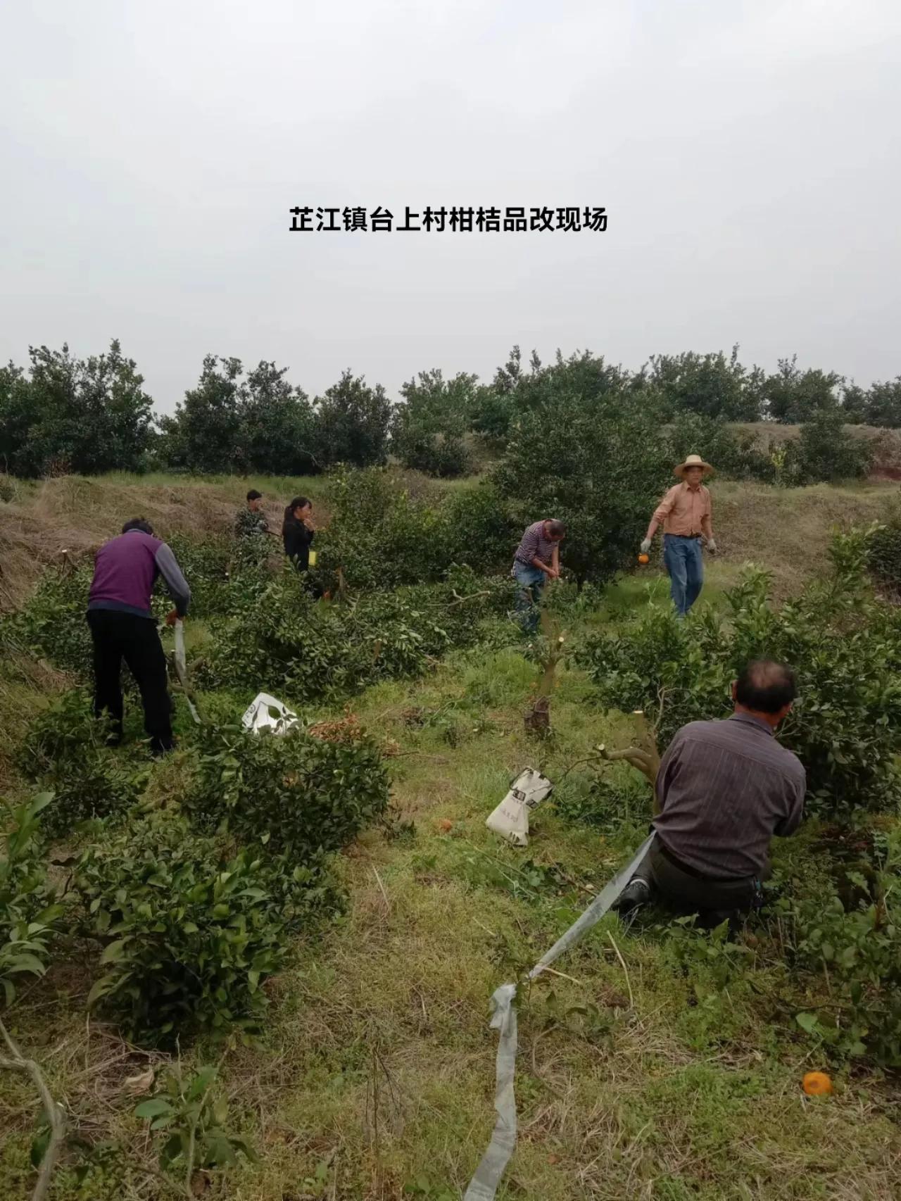 大力发展柑橘产业,培育壮大柑橘业助力乡村振兴