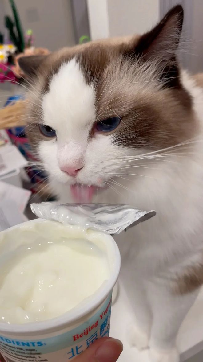 哪些食物对猫咪有益,6种食物小猫咪也很适合