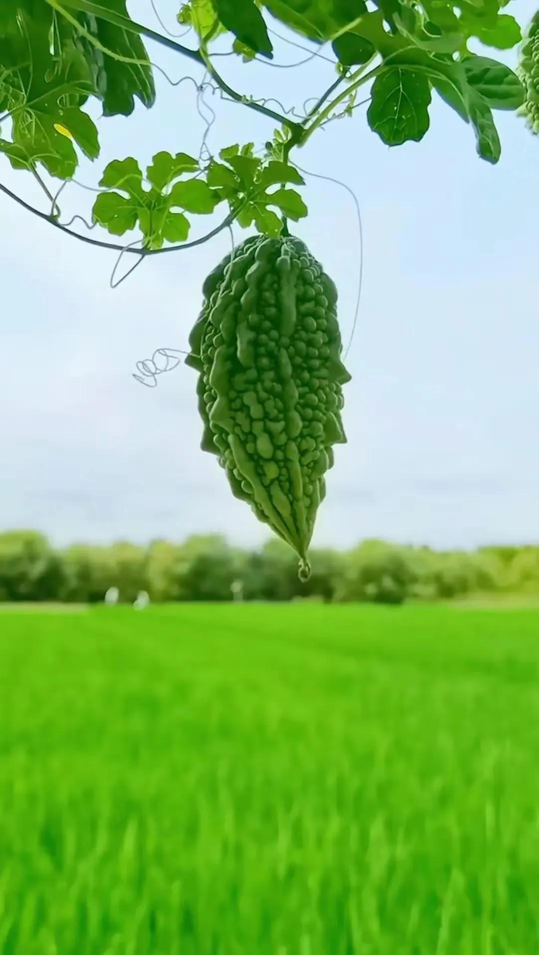 田园风光,田园风光的古诗