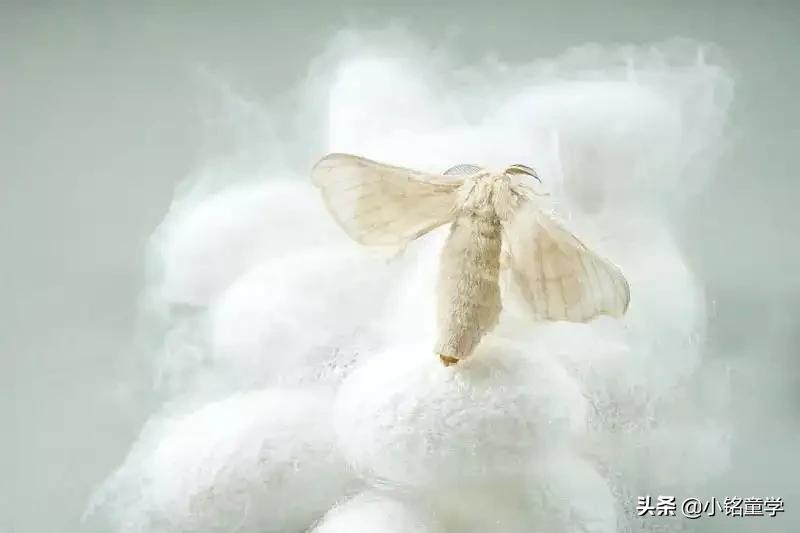 如何区别真假真丝,怎么辨别真丝枕套真伪