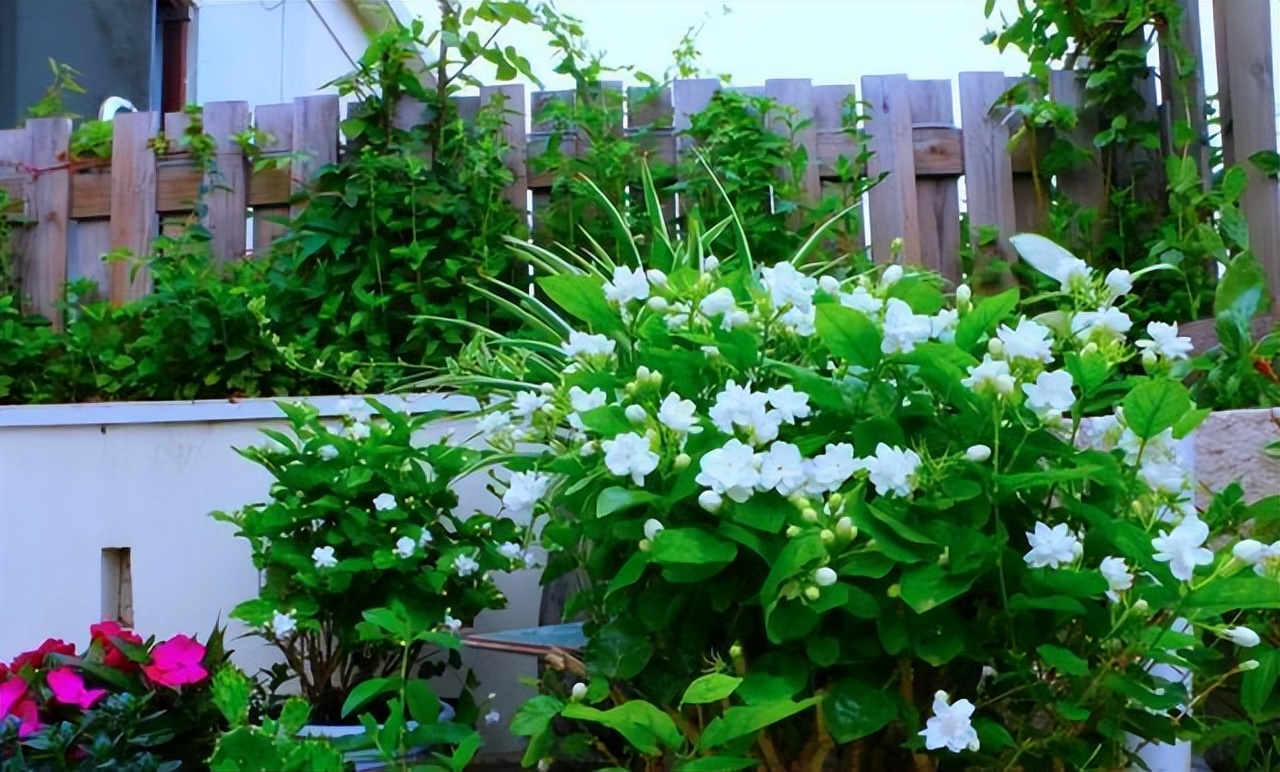 80多岁老爷子为初恋，种了满院的茉莉花，每次花开，都是一种浪漫