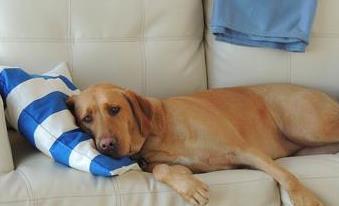 狗狗临近傍晚犯困该怎么干预,狗狗晚上怕黑是怎么回事