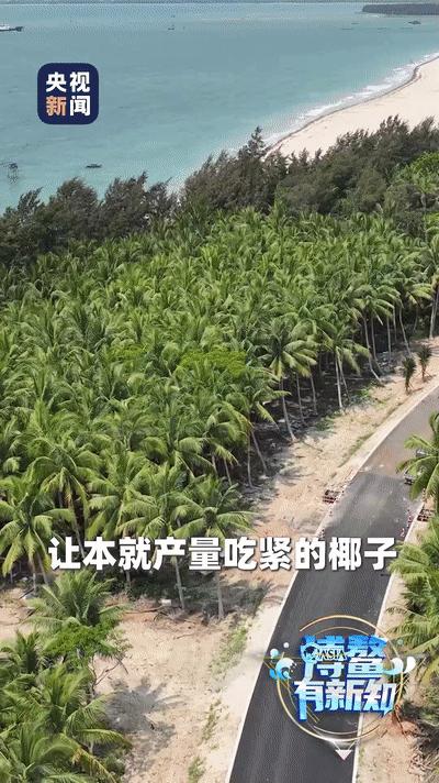 这里，专门为椰子出了规划！