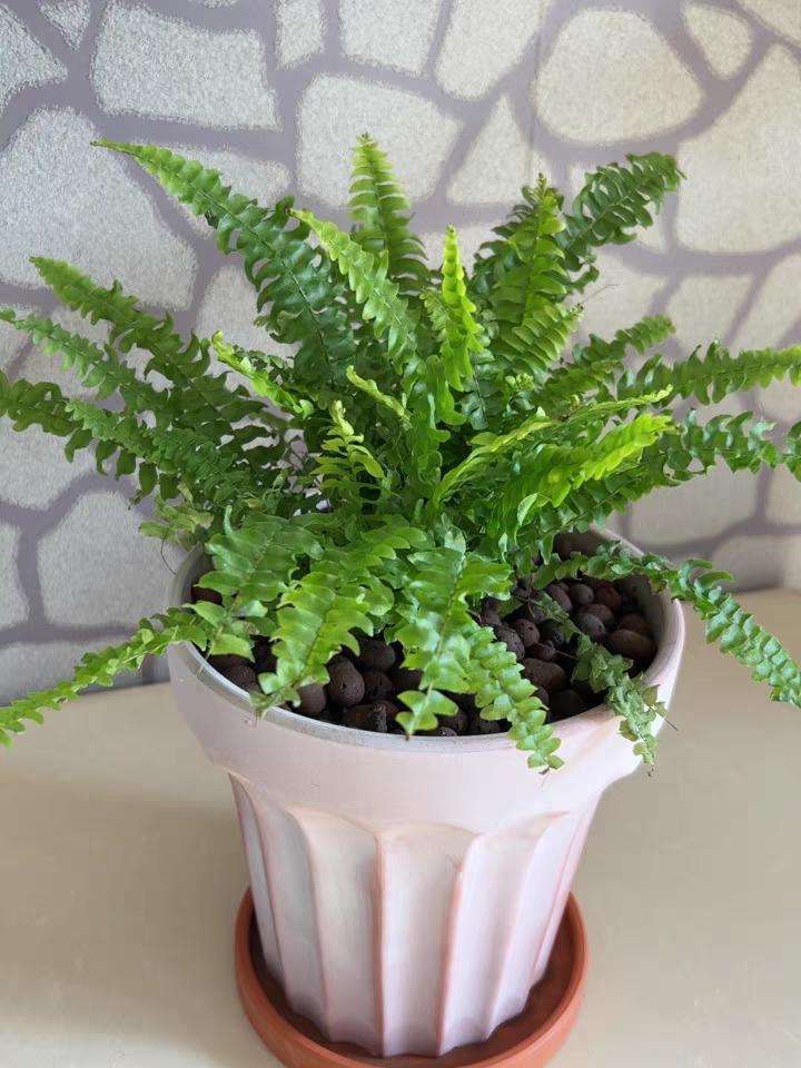 防辐射净化空气最好的植物是什么,适合南方养的净化空气的室内植物