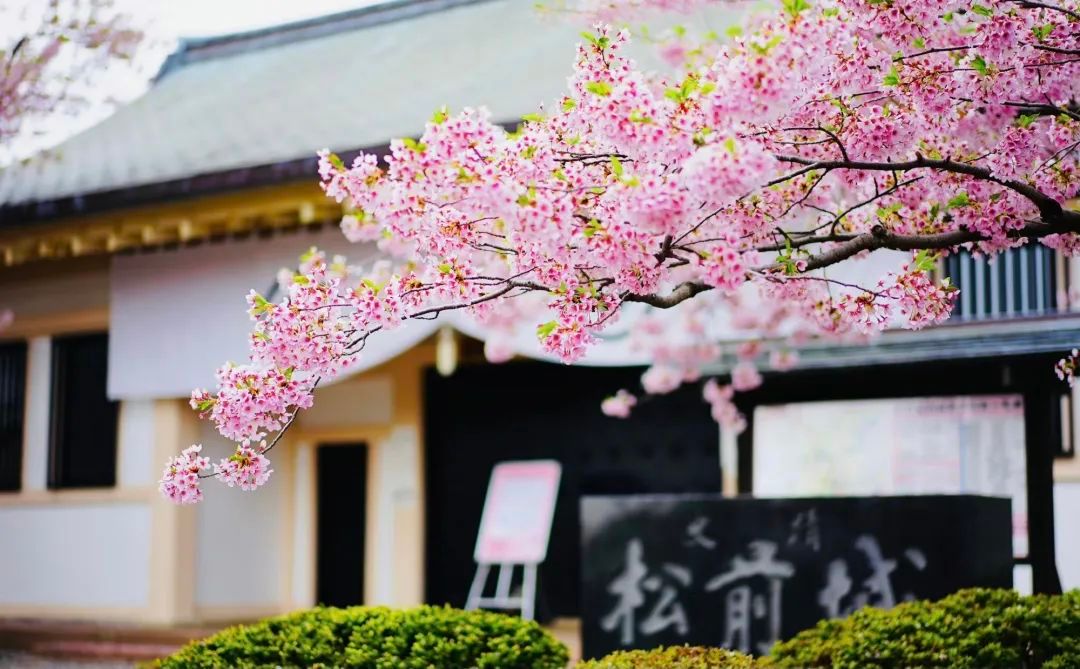 今年日本樱花还能看吗,日本4月底还有樱花看吗
