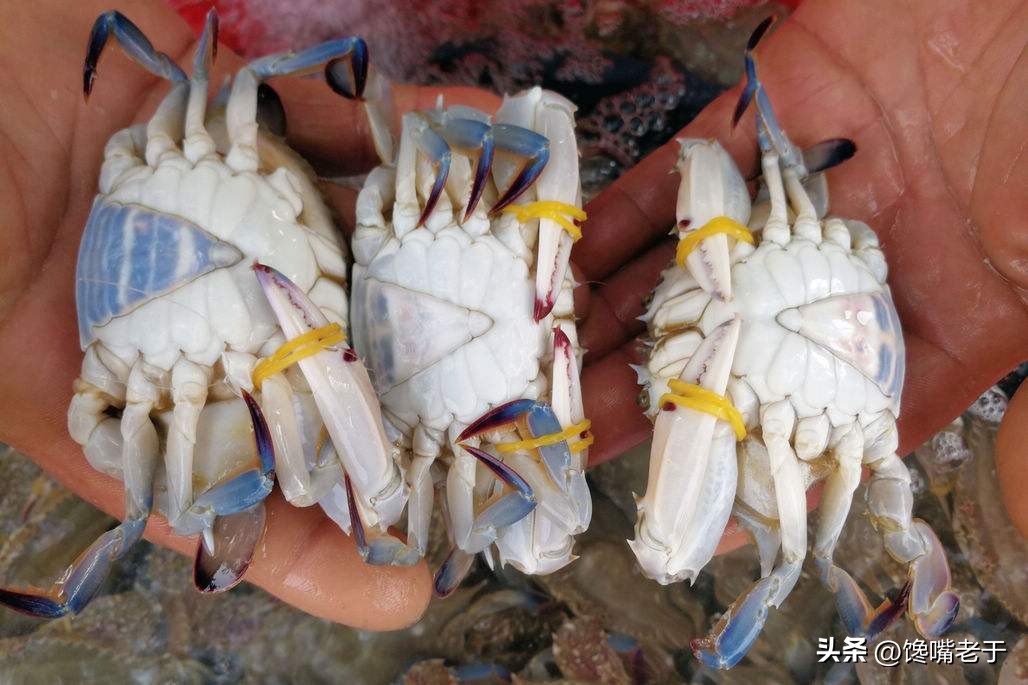 挑选螃蟹的秘籍大家学起来,买螃蟹的时候怎么挑肉和蟹黄多的