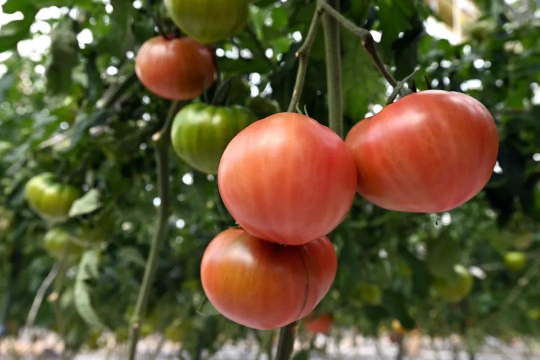 总价965万日元的棋具——第46期棋圣战第3局第一天时间线