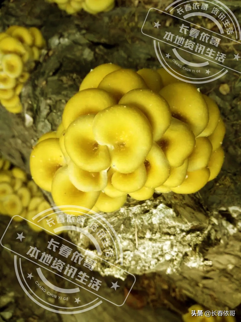 长白山脉的野山珍红蘑,纯天然大山里的野生菌类榛蘑