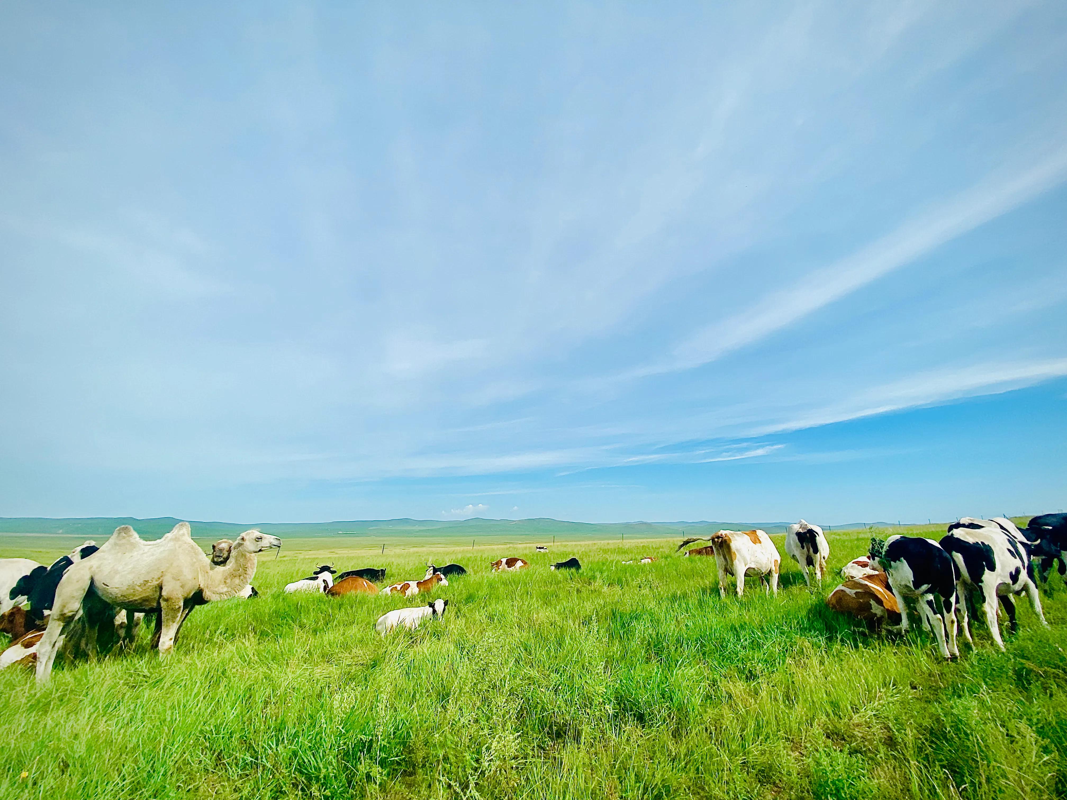 走过*疆新**、内蒙、*藏西**,才知道云南旅游是老天爷赏饭吃了