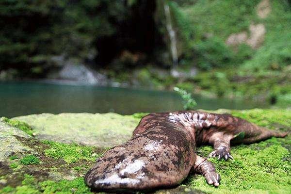 大鲵选育研究和病毒疫苗研发