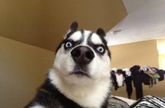 哈士奇不拆家成保姆照顾小主人,哈士奇的正确养法