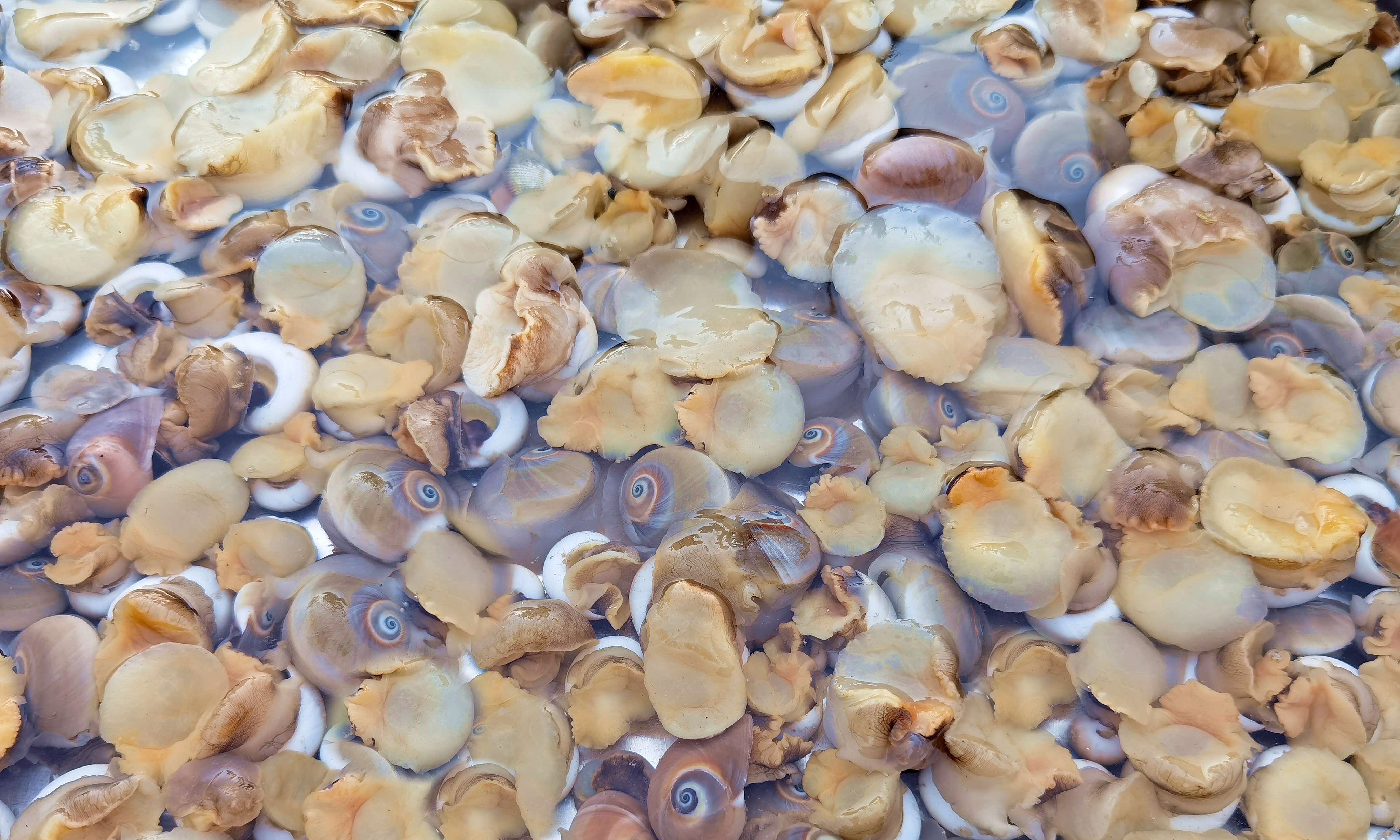 扁玉螺营养,扁玉螺有什么营养