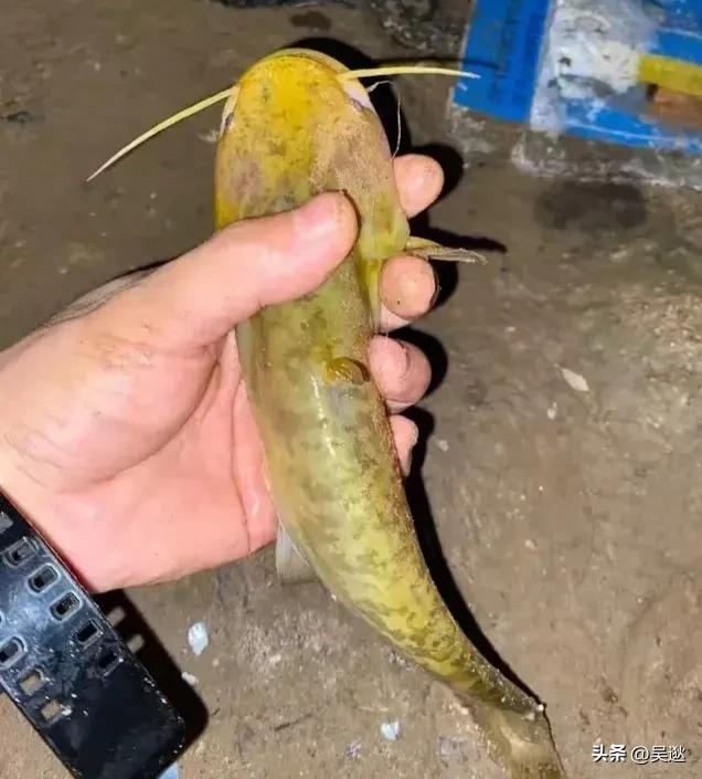 放生是否为了求功德,放生塘鲺的功德