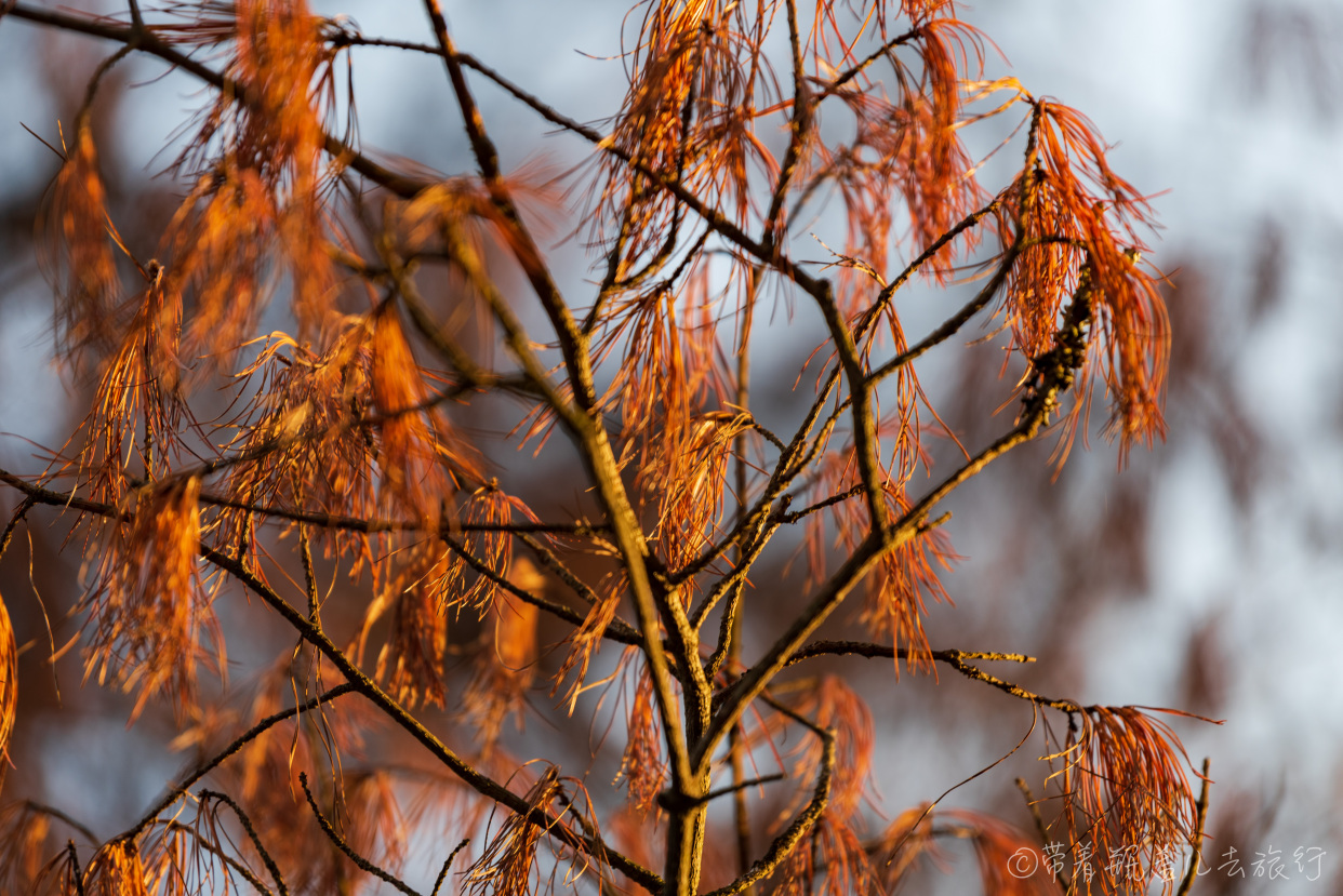巫溪红叶自驾游,巫溪红池坝云中花海景点讲解