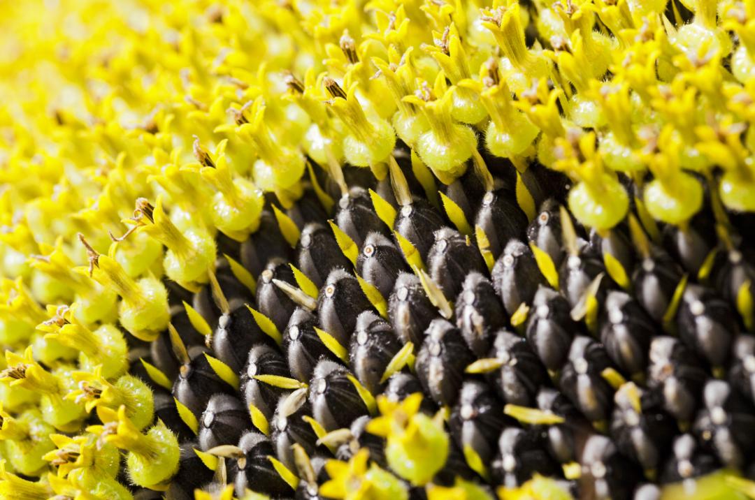 猜猜这是啥？你一定吃过！