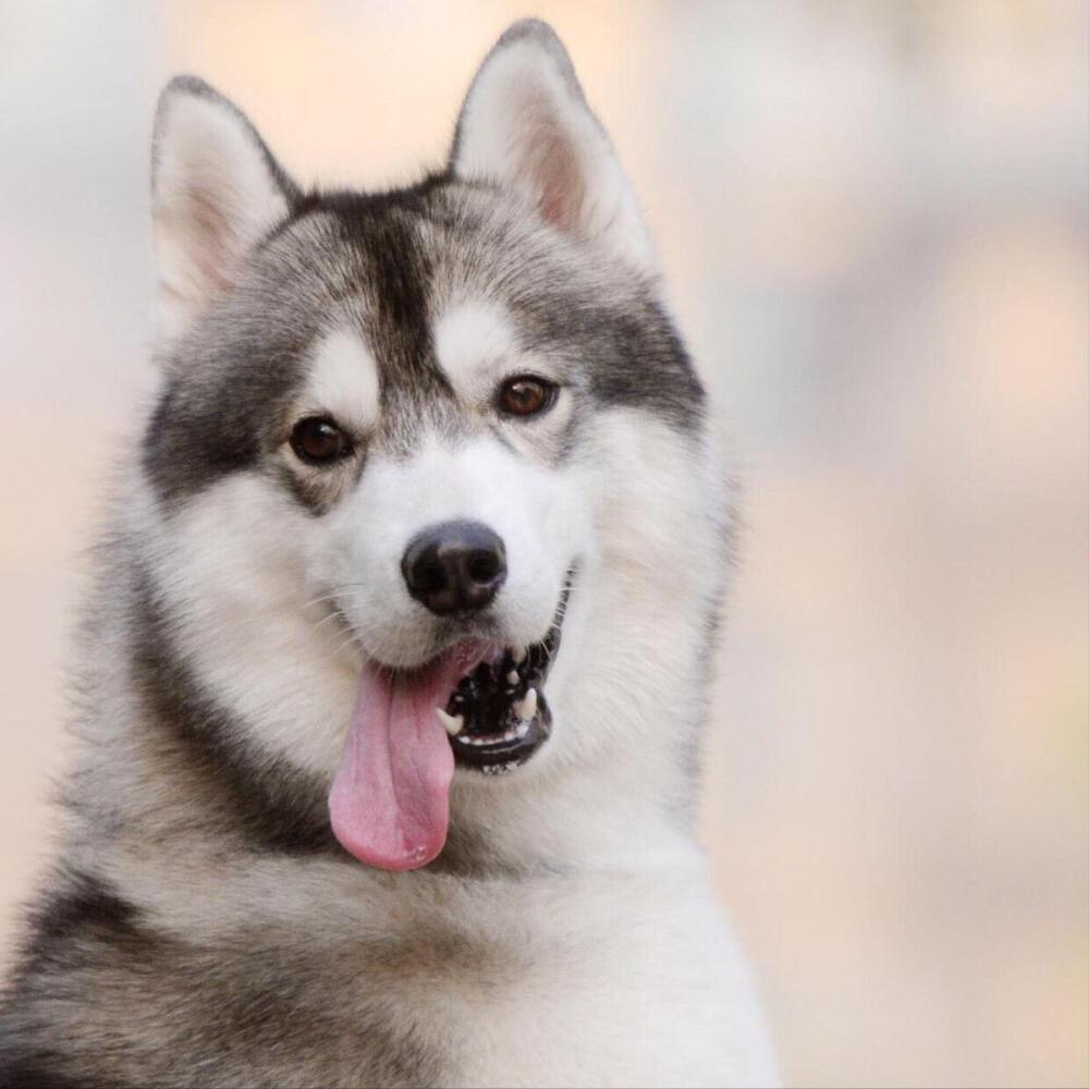 哈士奇搞笑视频笑死人二哈,哈士奇二哈的搞怪日常