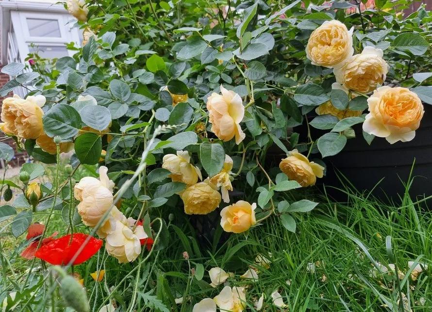 大卫奥斯汀蓝色月季,大卫奥斯汀培育月季