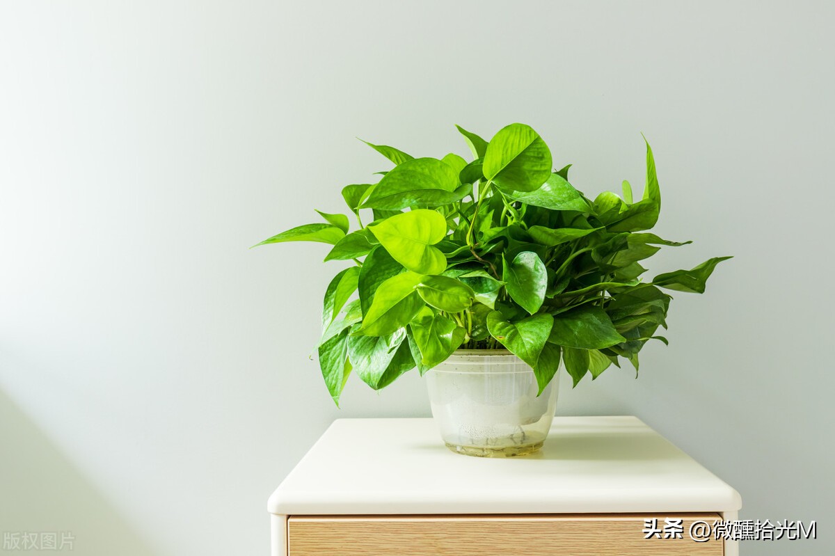 这几种植物千万不要扔,这5种绿植千万不要买