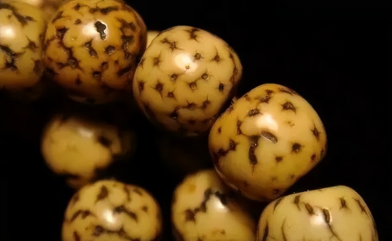 星月菩提奶油黄是什么,星月菩提如何盘玩成白的