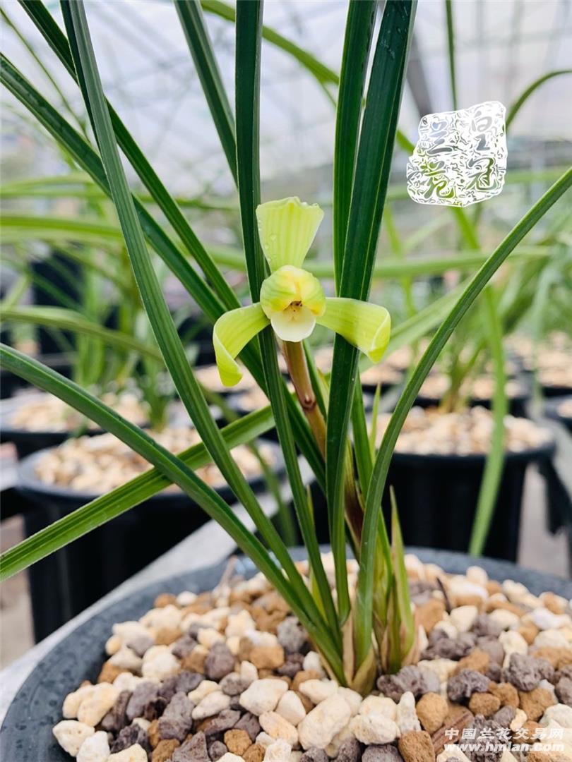 80鍚庡皬浼欏吇鍏扮殑骞冲焊鐢熸椿,90鍚庡吇鍏颁汉鎴愬姛妗堜緥