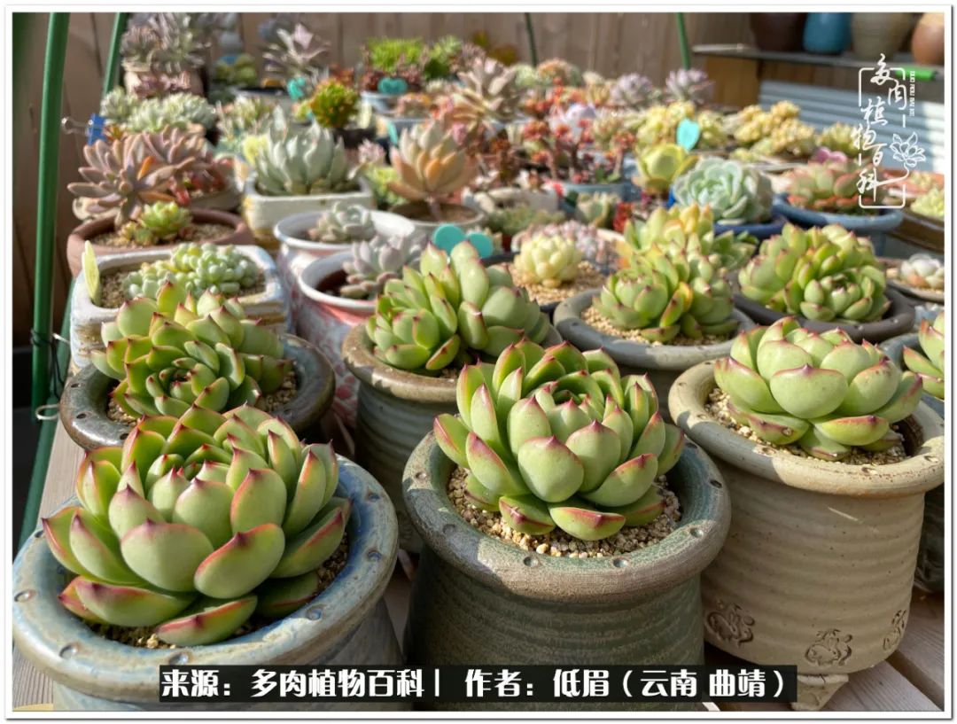养了8年的多肉,养了七年多肉