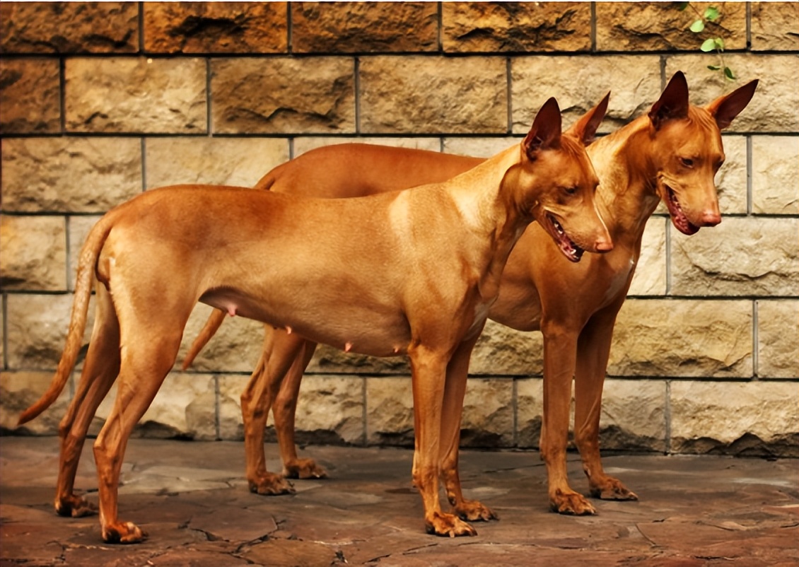 狗狗视频大全小狗打猎,上山打猎狗狗