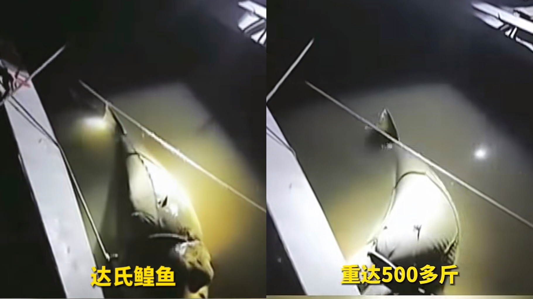 世界上发现的最大鳇鱼,黑龙江大鳇鱼是国家保护动物吗