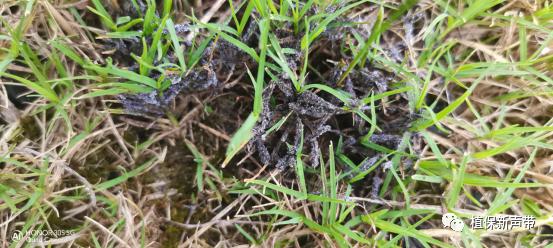 草坪通常要进行哪些养护管理项目,草坪要打理吗