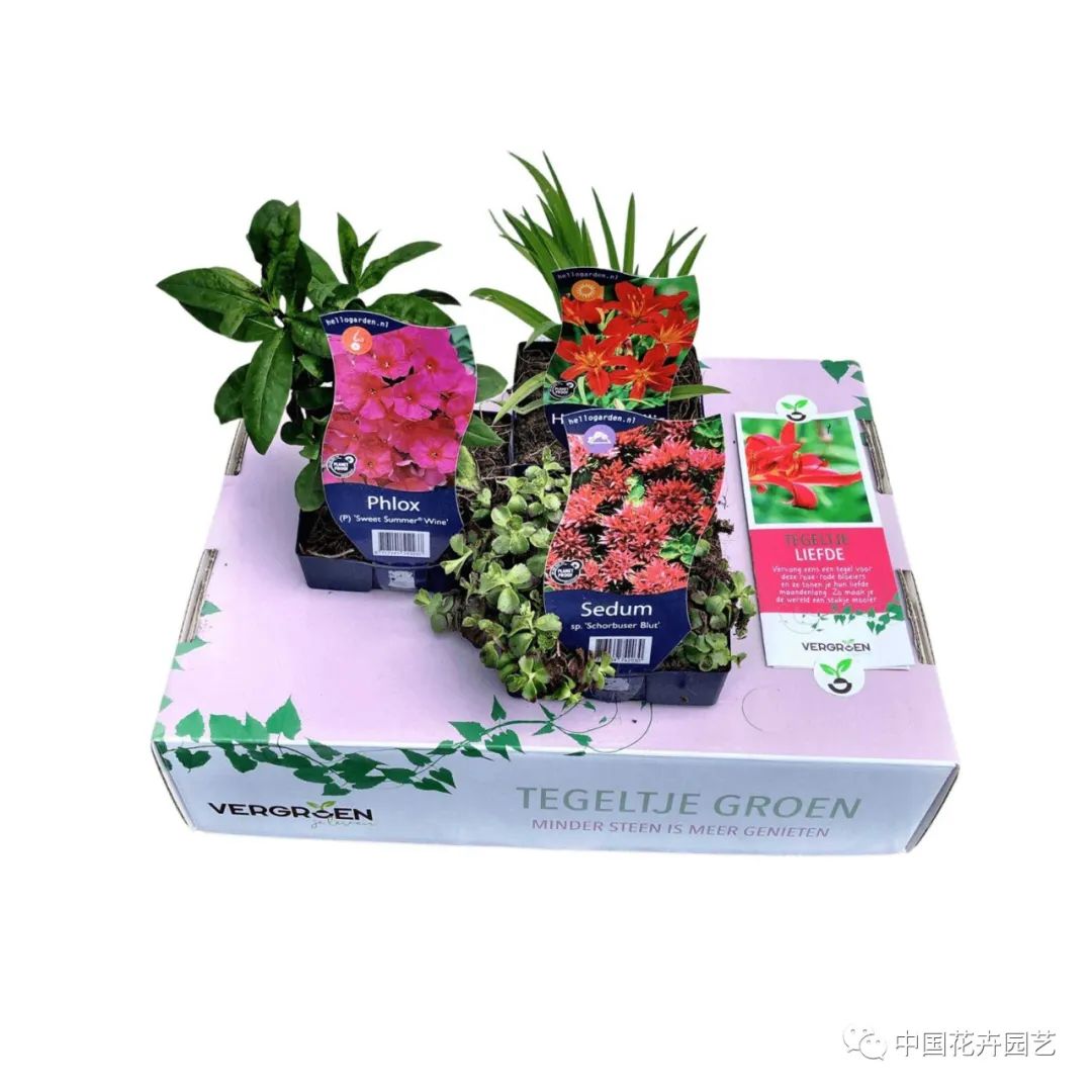 荷兰年度Glazen Tulp新奇植物奖15件产品名单公布 | 每周国际花讯