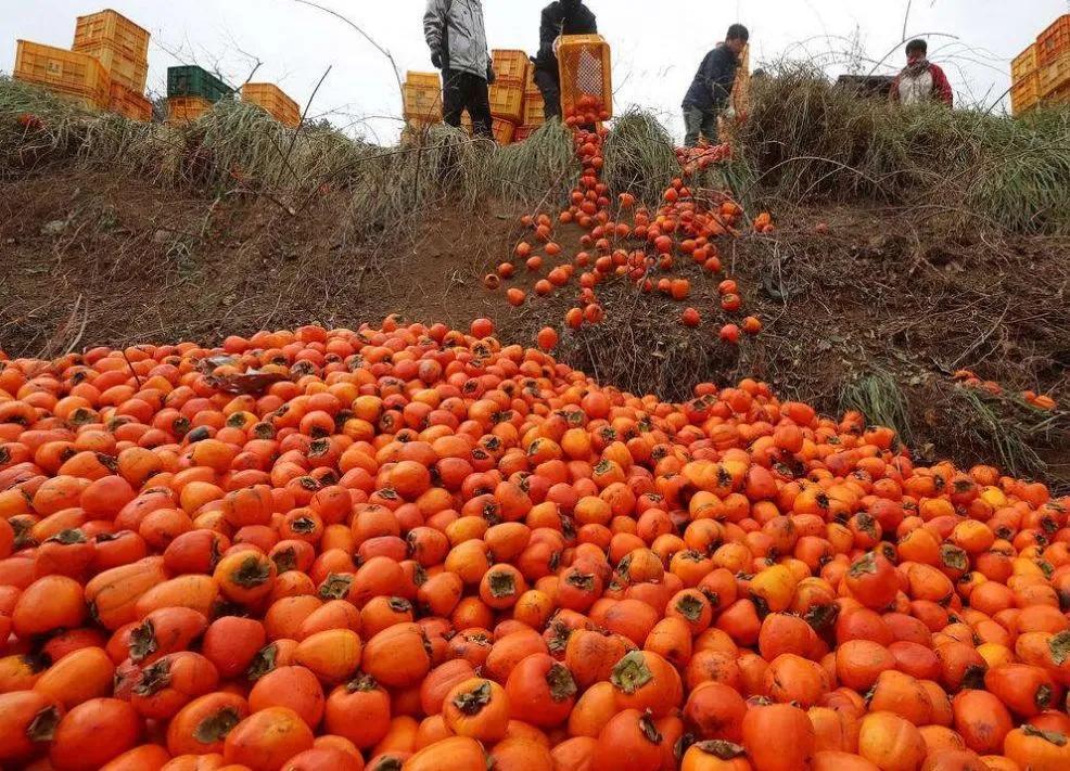 闻喜自产自销柿饼,闻喜卖柿饼的