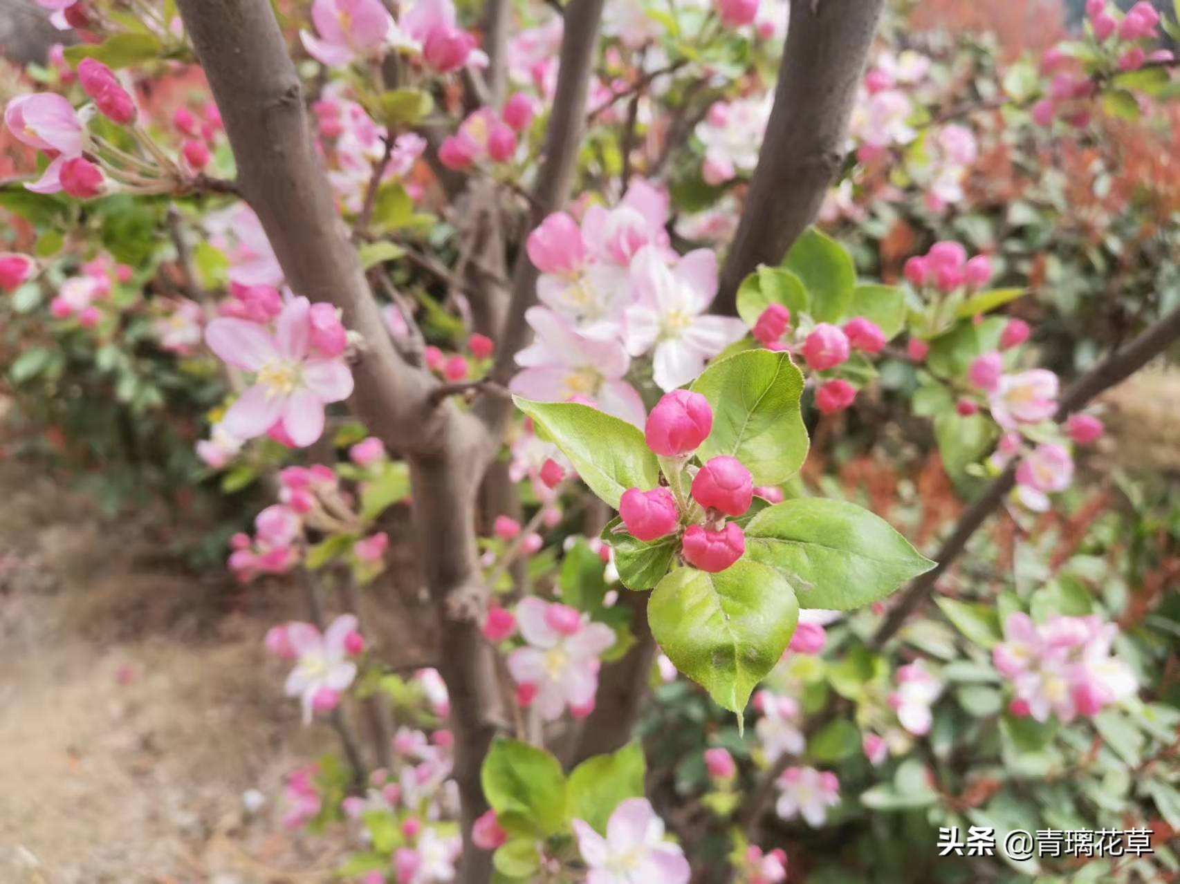 如果有了自己的院子你会种什么,如果有个院子会种什么果树