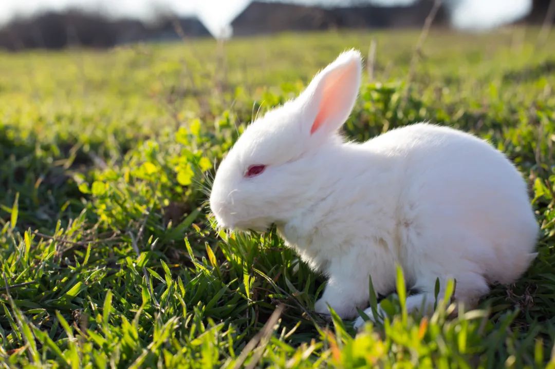 可爱的小兔子,可爱的小兔子怎么折
