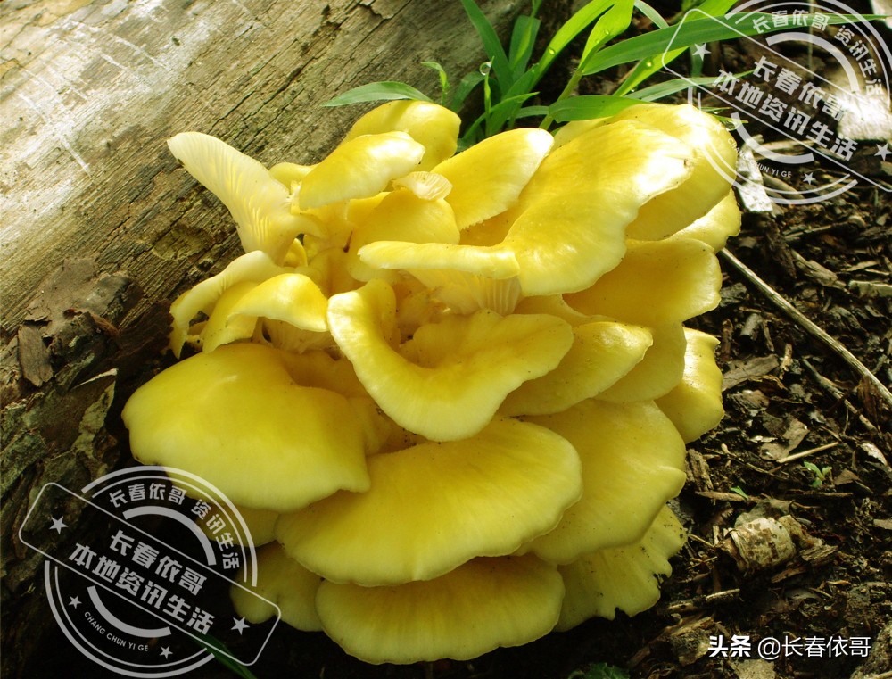 长白山脉的野山珍红蘑,纯天然大山里的野生菌类榛蘑