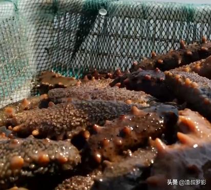 男子50元买海鲜发现是海洋活化石,一男子花10万买海参后续