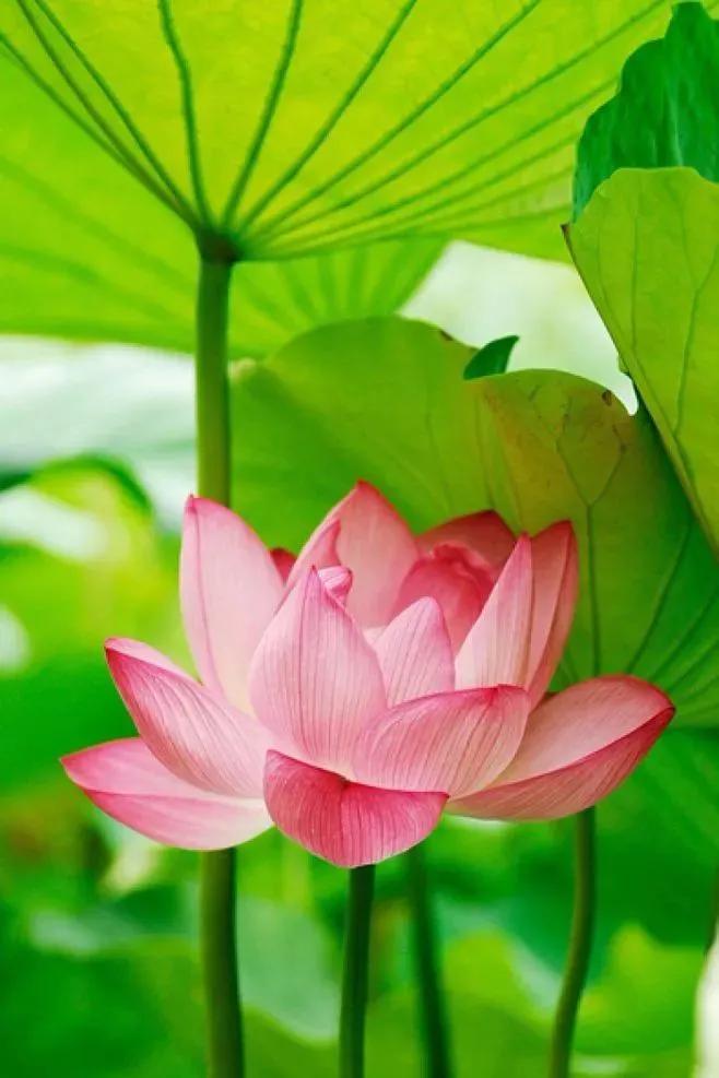 濯清涟而不妖的清的意思,濯清涟而不妖的濯字是什么意思