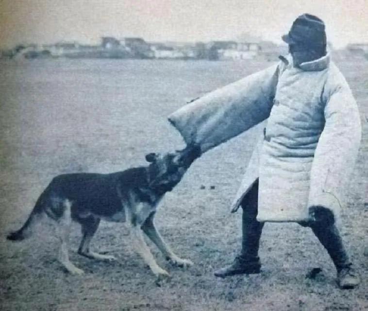 一小战士被鬼子推进狼狗池，10条狼狗扑上来，他冷笑：再多来几只