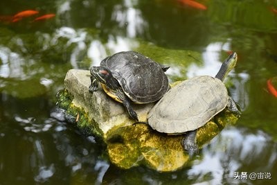 巴西彩龟养殖方法和注意事项,巴西翠龟品种