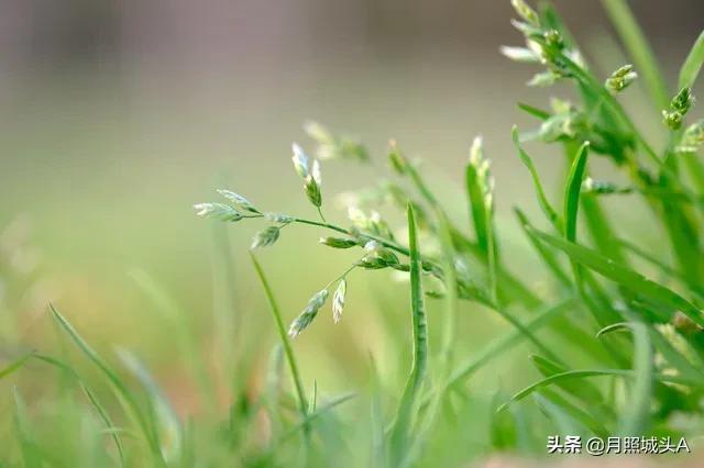 一花一世界一叶一菩提哲理散文,一花一世界一叶一菩提的美文