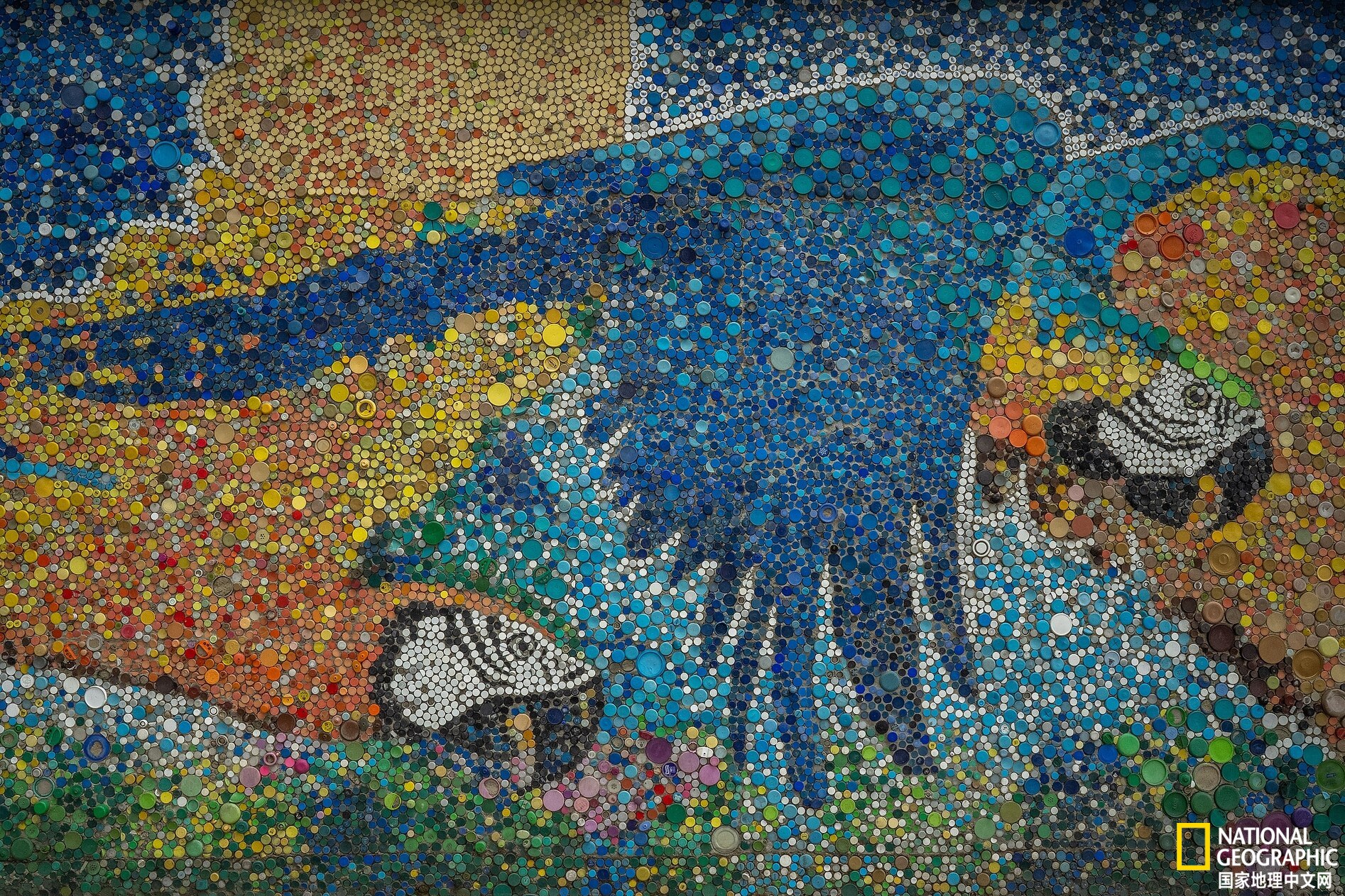 委内瑞拉首都的鹦鹉都是“散养”的