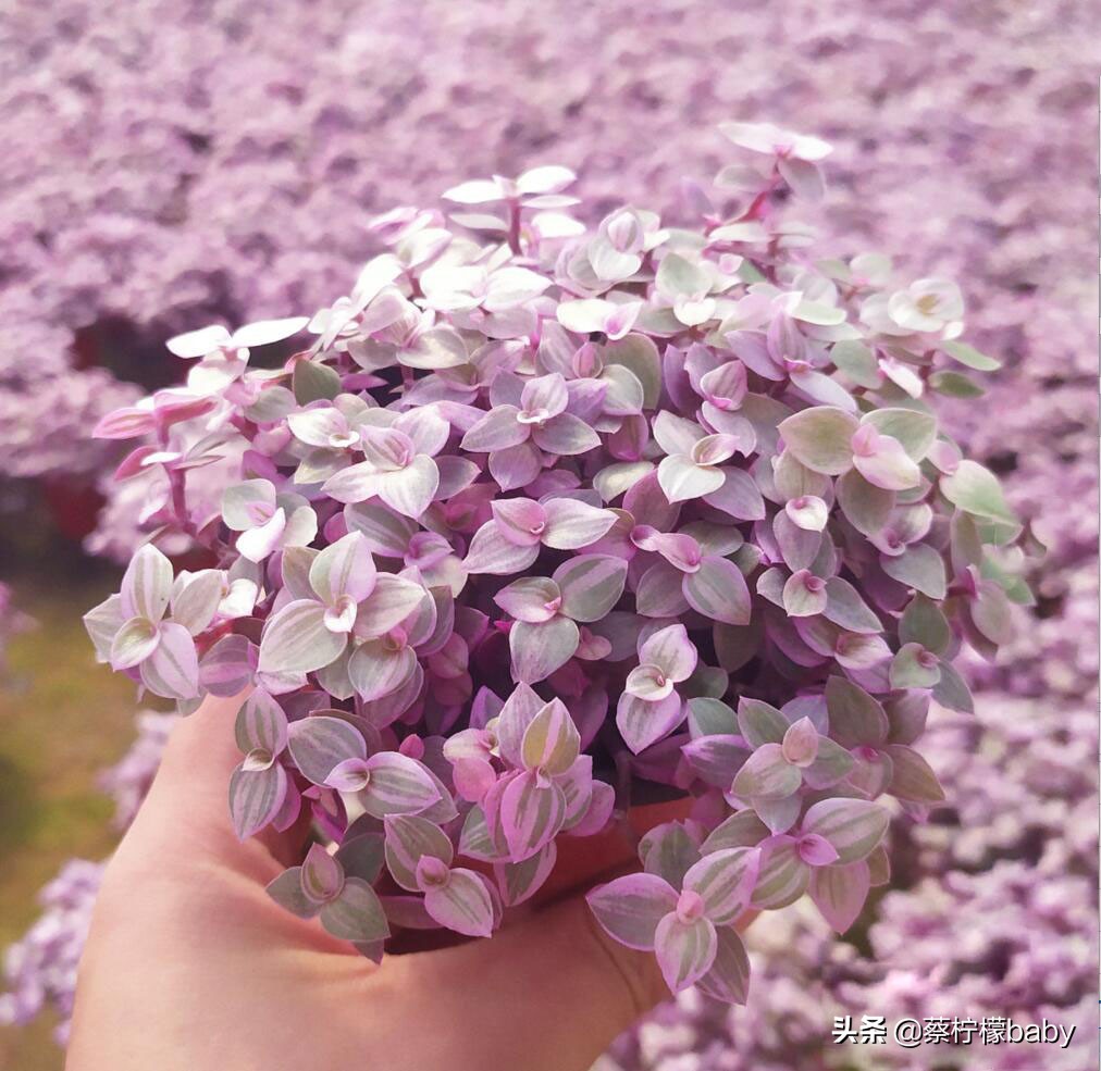 漂亮无毒的观叶植物,观叶植物嫣红蔓