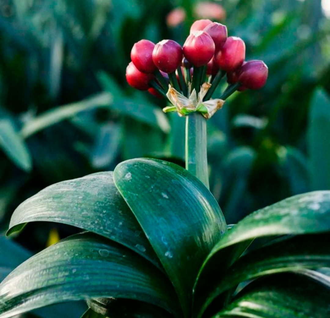 养人旺家聚福气的花,什么花让人心情愉悦又好养