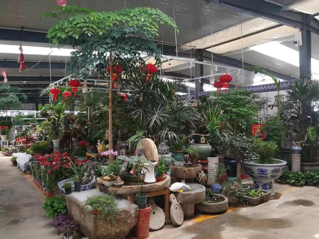 保姆级购物攻略,花市潜规则大揭秘教你怎么买花