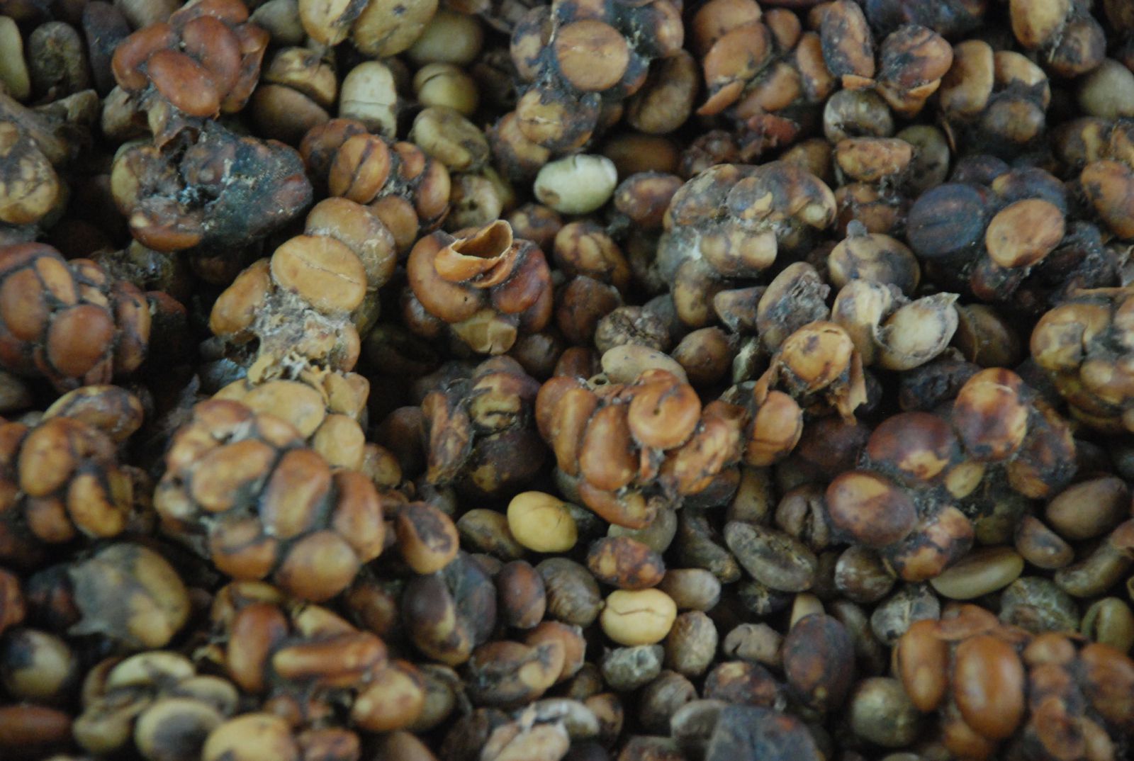 猫屎咖啡是怎么来的全过程,猫屎咖啡是猫拉的屎吗