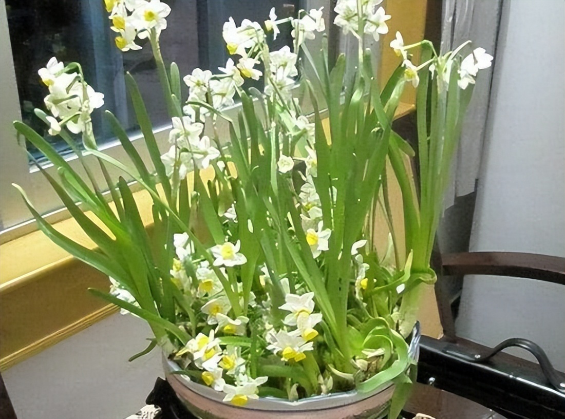 哪些花盆栽能吸甲醛呢图片,水养去甲醛最好的植物