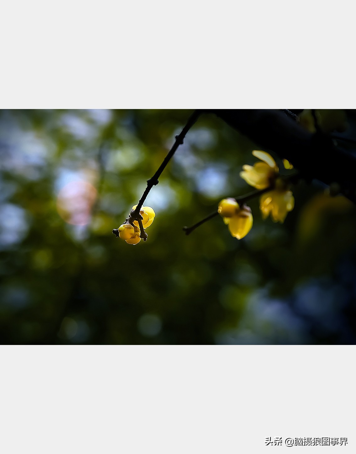 腊梅花特写怎么拍照好看,拍一枝腊梅花怎么拍出高级感