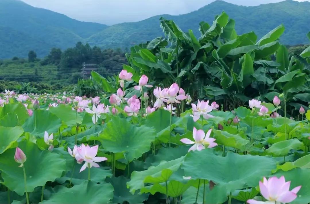 从化东成荷花园,从化摘荔枝之旅